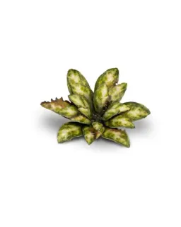 Gamers Grass Laser Plants - Dumb Cane