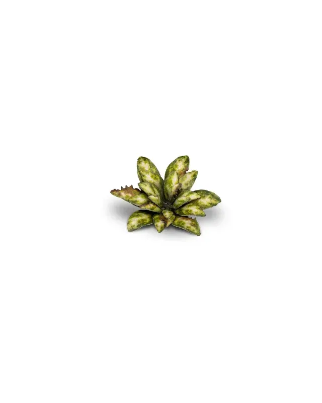 Gamers Grass Laser Plants - Dumb Cane