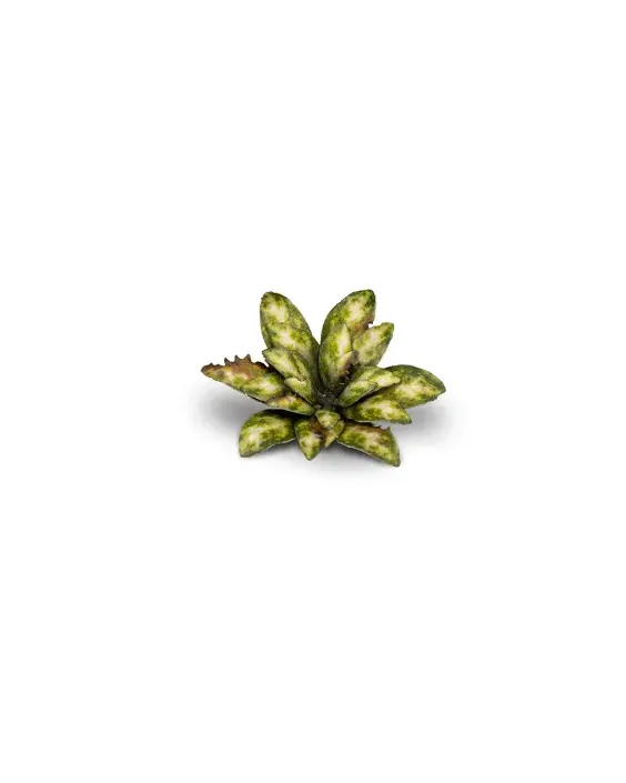 Gamers Grass Laser Plants - Dumb Cane
