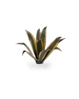 Gamers Grass Laser Plants - Agave