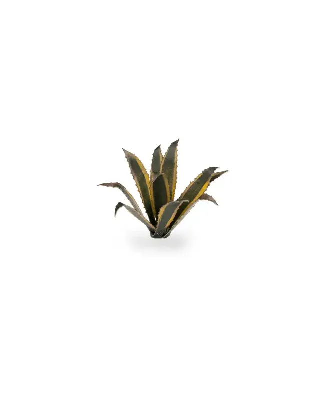 Gamers Grass Laser Plants - Agave