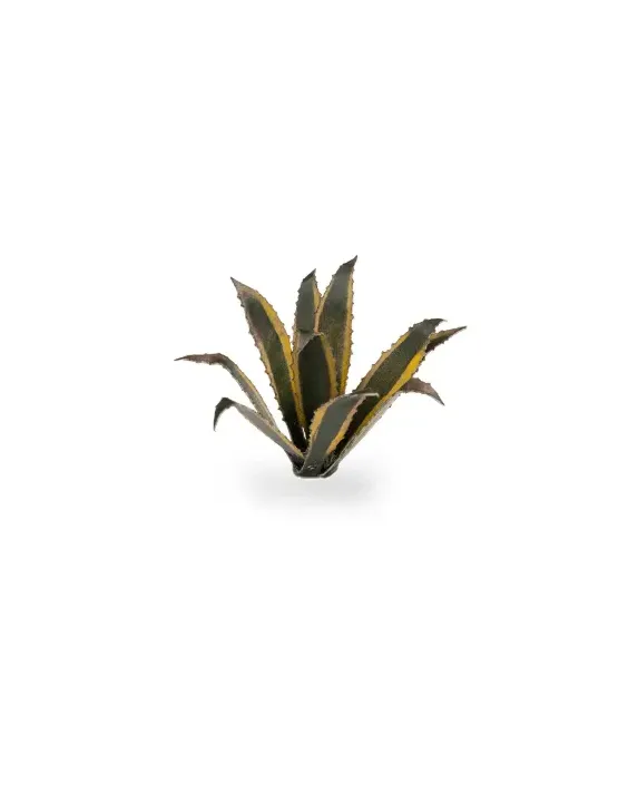 Gamers Grass Laser Plants - Agave