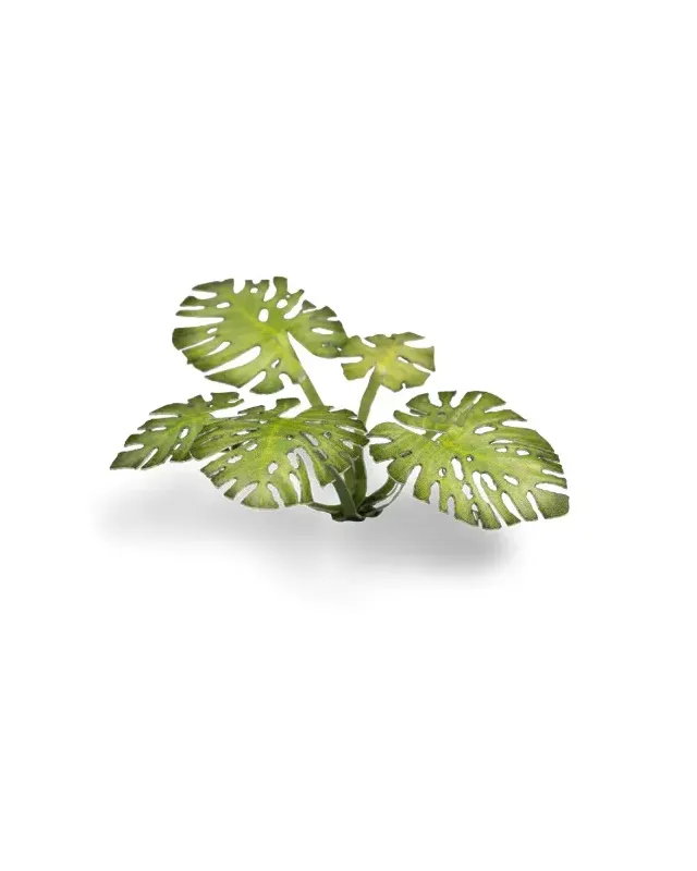 Gamers Grass Laser Plants - Monstera