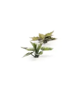 Gamers Grass Laser Plants - Plantain Lily