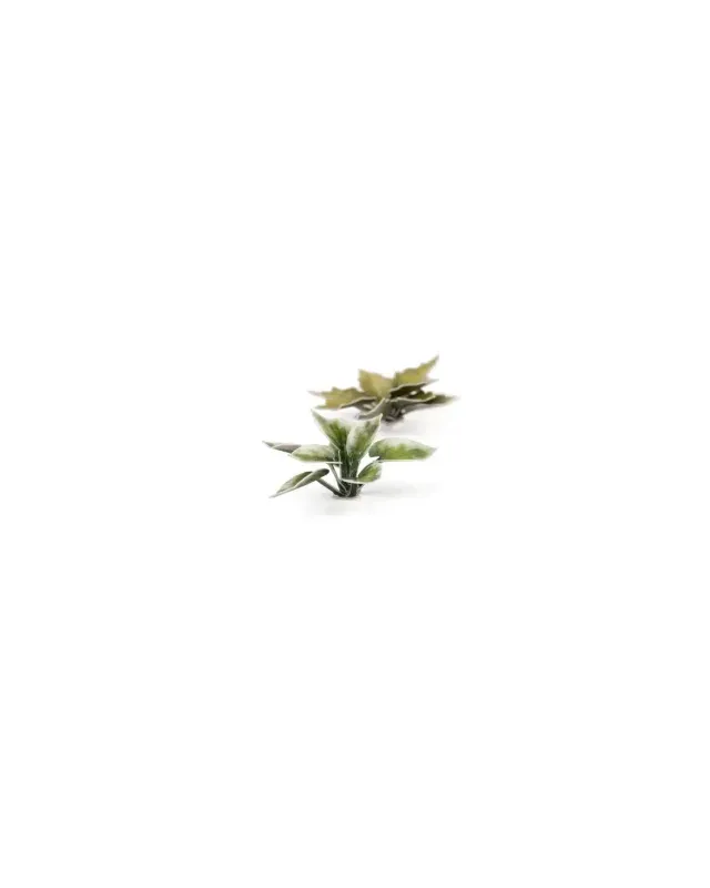 Gamers Grass Laser Plants - Plantain Lily