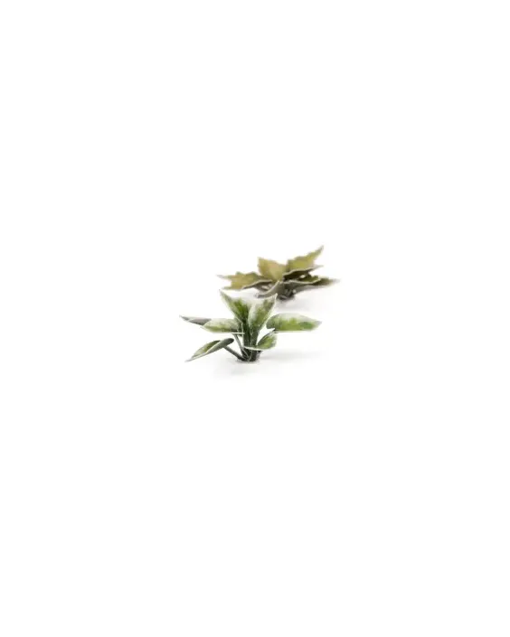 Gamers Grass Laser Plants - Plantain Lily