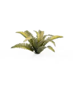 Gamers Grass Laser Plants - Deer Fern