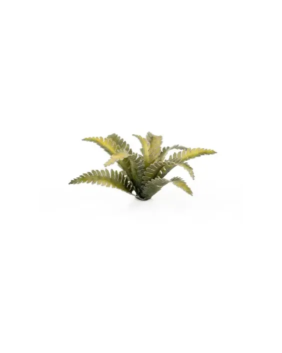 Gamers Grass Laser Plants - Deer Fern